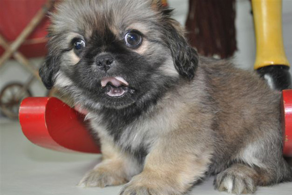 Pekingese puppies for sale