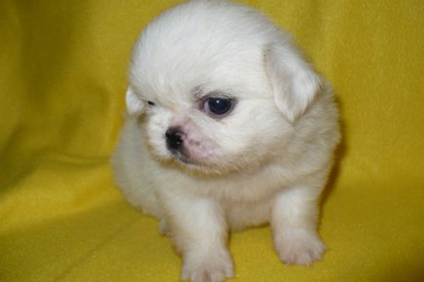 Pekingese puppies manhattan