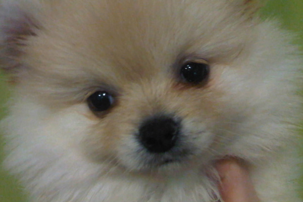 Pomeranians