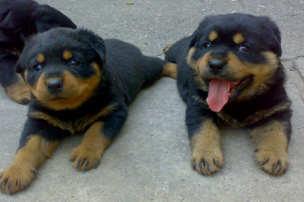 Rottweiler puppies for sale