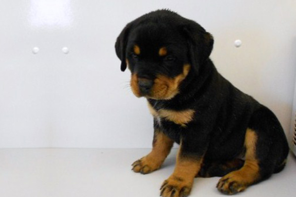 Rottweiler puppies manhattan