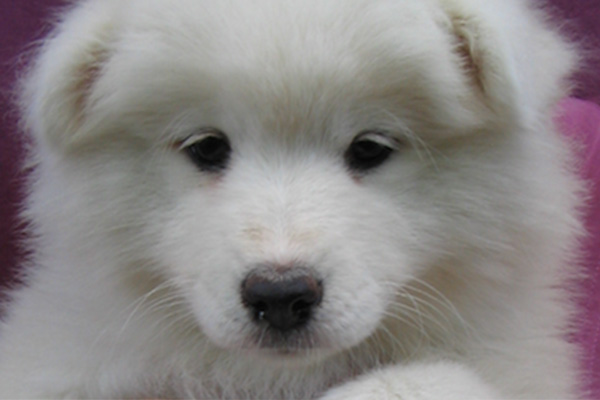 Samoyed puppies manhattan