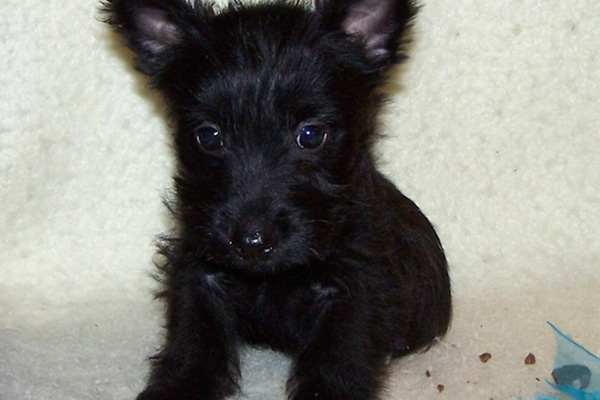 scottish-terriers puppies for sale