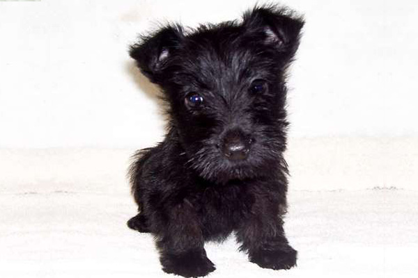 Scottish Terrier puppies manhattan