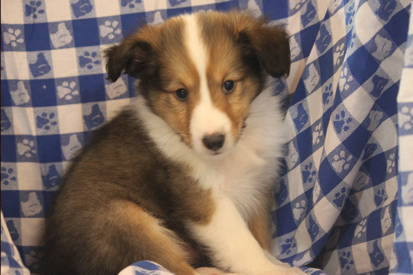 Shelties (Shetland Sheepdogs)