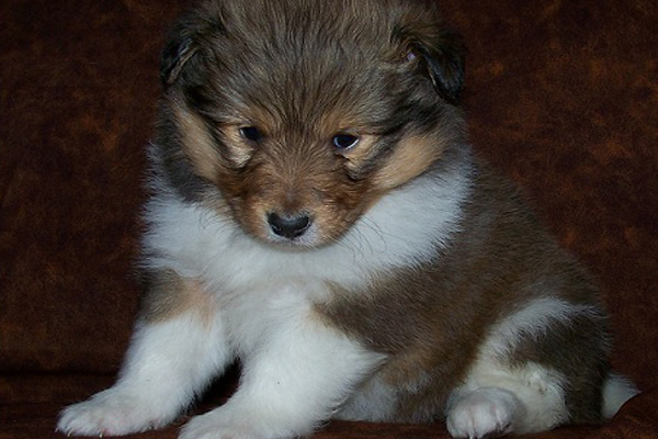 Shelties (Shetland Sheepdogs)