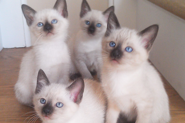 Siamese kittens for sale