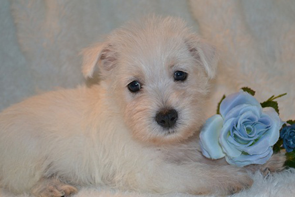 Westies (Westhighland Terrier)