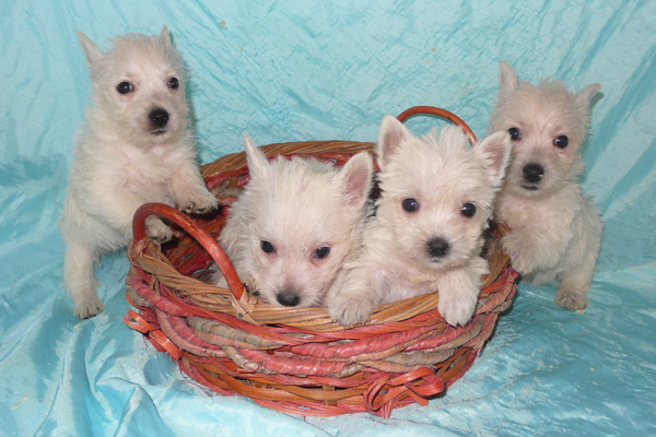 Westies (Westhighland Terrier)