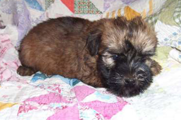 Wheaten Terrier puppies manhattan