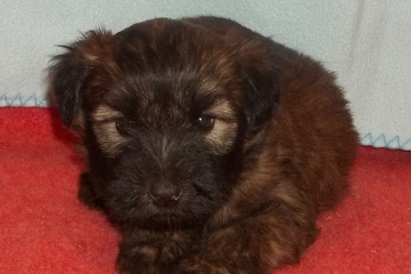 Wheaten Terrier puppies