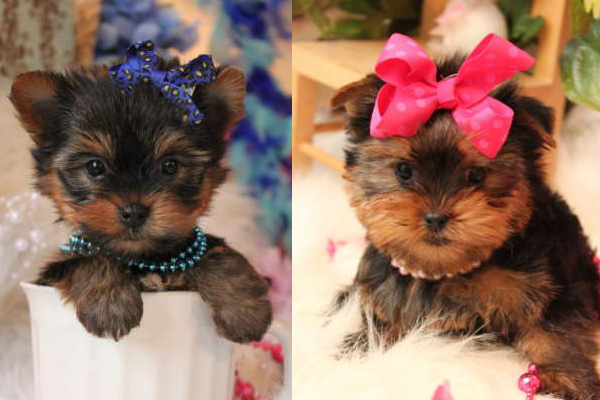 Yorkies 