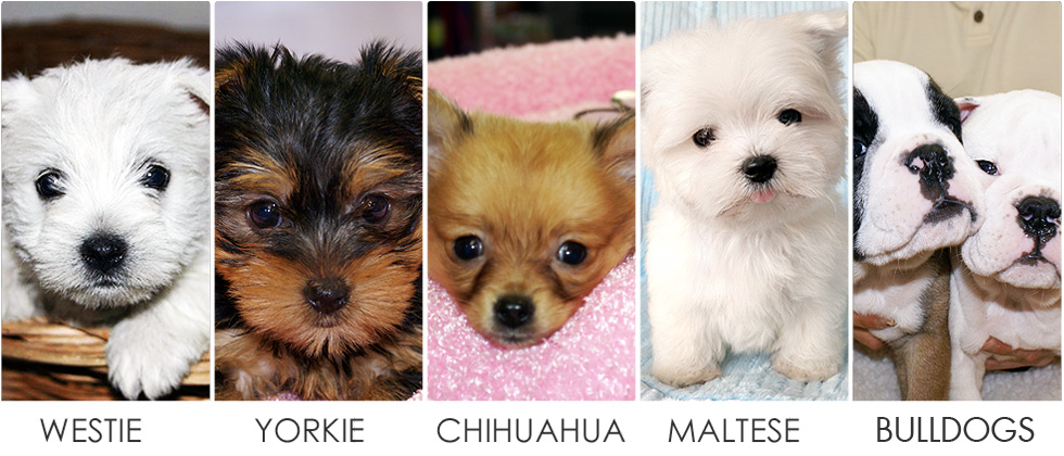 Manhattan Puppies Kittens