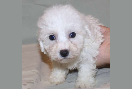 bichon puppies manhattan