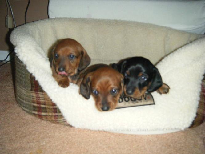 dachshund puppies manhattan