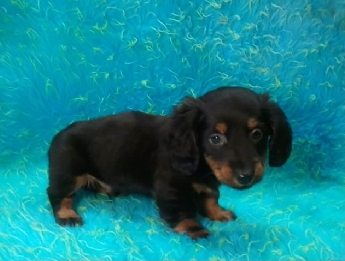 dachshund puppies for sale