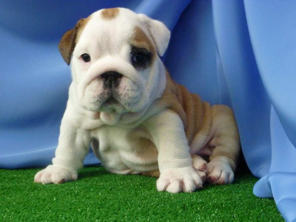 Are There Miniature Bulldogs