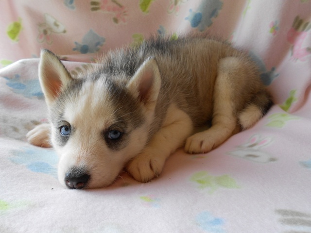 Husky Puppies