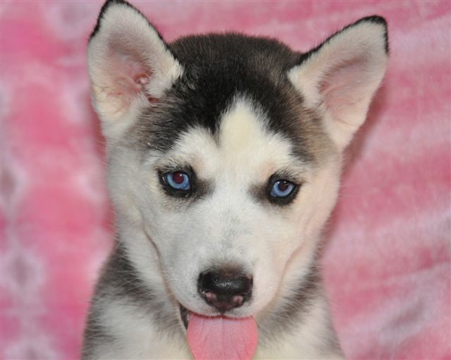 Husky Puppies manhattan