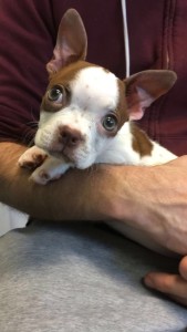 Manhattan Reviews Boston-terrier-puppy