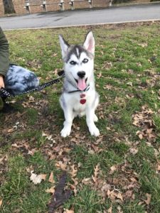 Manhattan Puppies Husky Puppy