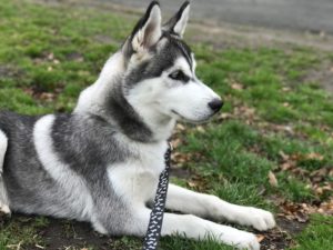 Manhattan Puppies Husky Puppy Image