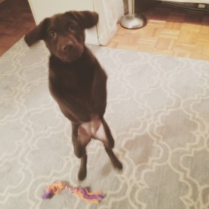 Mahattan Puppies and Kittens Chocolate Lab Standing