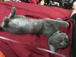 Image of Manhatta Russian blue Kitten Reviews