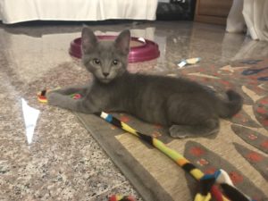 Image of Manhatta Russian blue Kitten Reviews 2