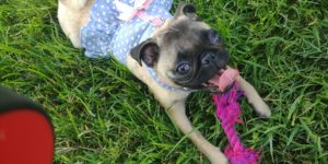 Pug puppy Review Image