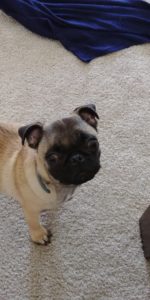 Pug puppy Review Image 2