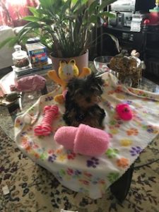 Yorkie Puppy Image Reviews