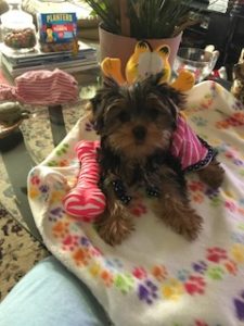 Yorkie Puppy Image Reviews Image 3