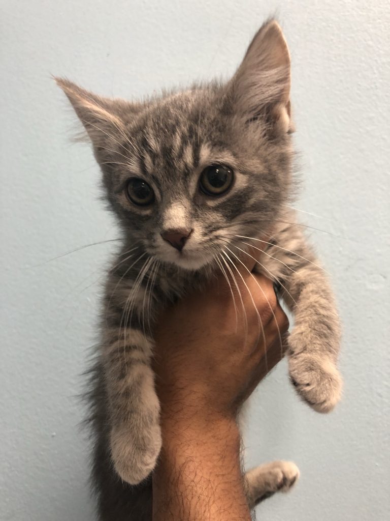 Munchkin Kittens | Manhattan Puppies & Kittens