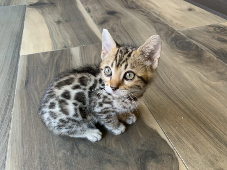 Bengal Adoption: Bengal Kittens for Sale and Adoption 