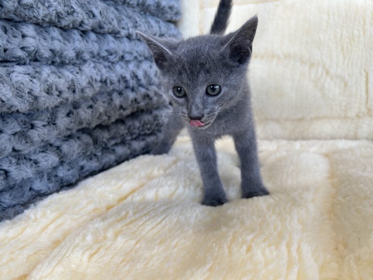 Russian Blue Kittens for Sale - Russian Blue Kittens for Adoption