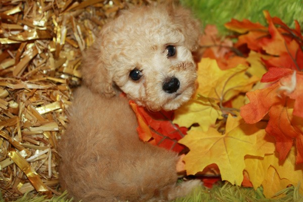 Poodle Puppies For Sale