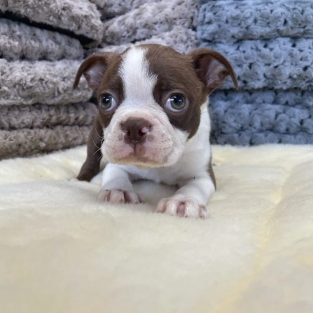 Boston Terriers For Sale