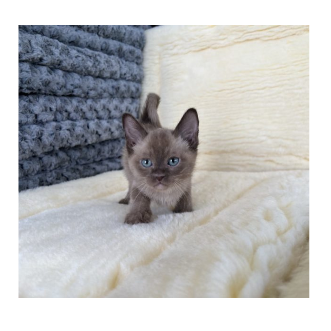 Burmese Kittens For Sale