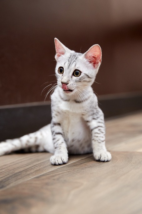 Egyptian Mau Cats For Sale