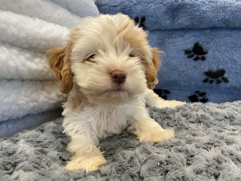 Shih Tzu Puppies For Sale