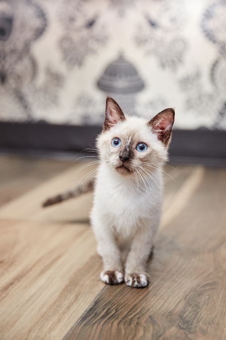 Siamese Kittens For Sale