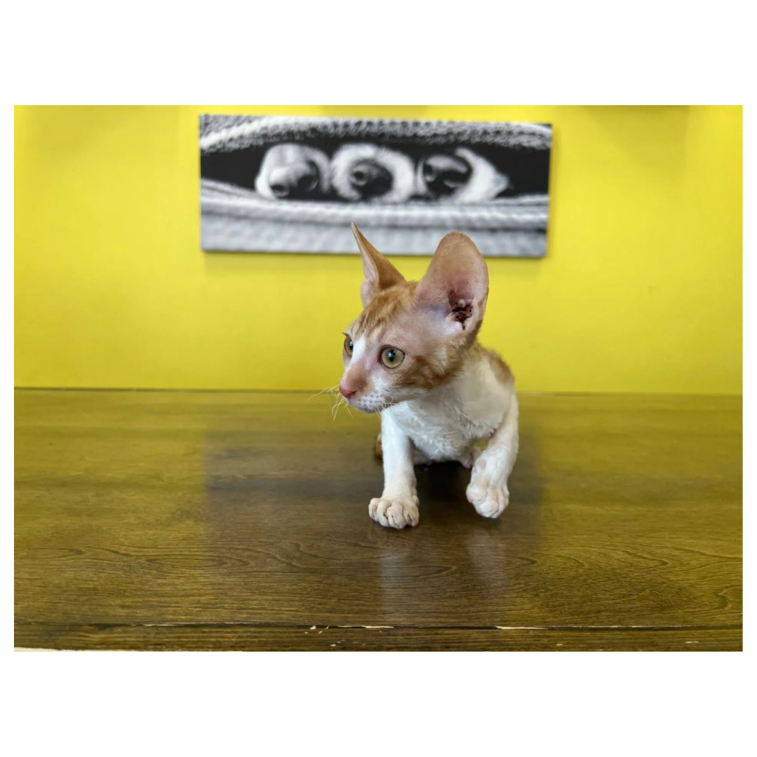 cotnish rex kitten for sale