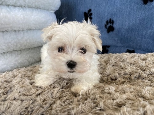 Maltese Puppies For Sale