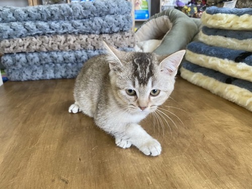 british shorthair kittens