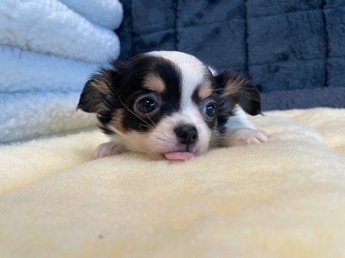 chihuahua puppies for sale