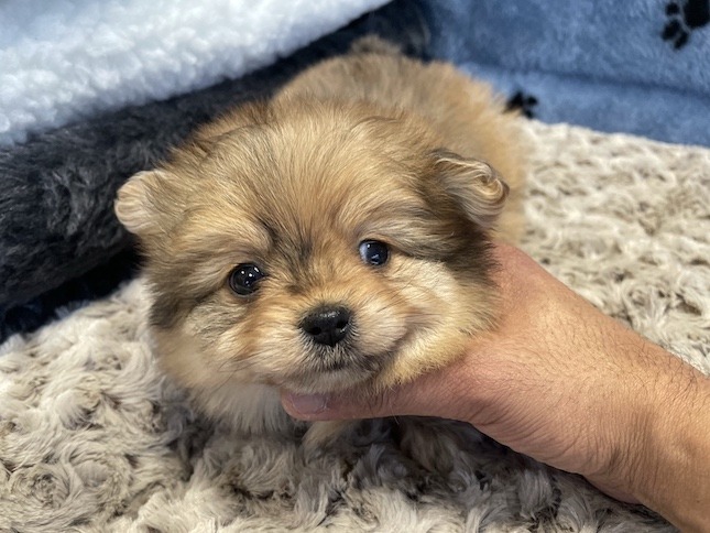 pomerian for sale