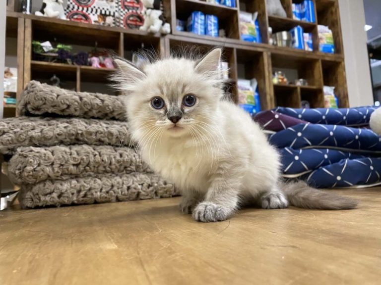 Ragdoll Kittens For Sale