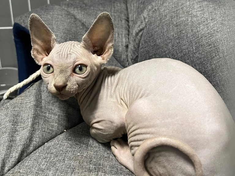 Sphynx Kittens For Sale