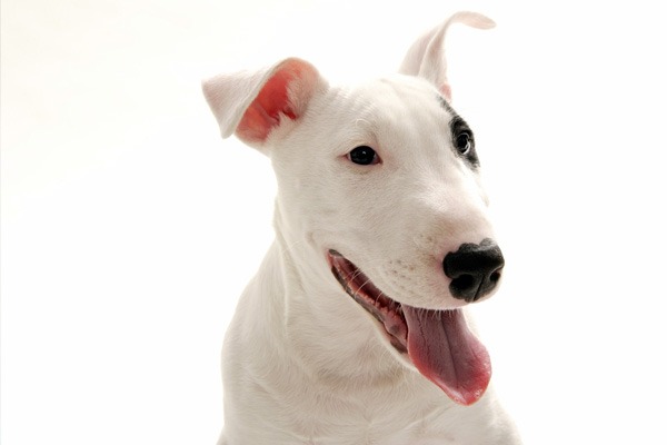 Miniature Bull Terriers Available For Purchase